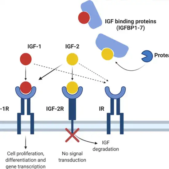 Insulin-like Growth Factor-binding Protein 2 (IGFBP-2) Test